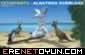 Albatroslara Penguen Taşıt Oyunu